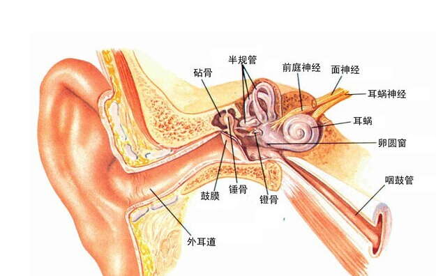 耳结构图