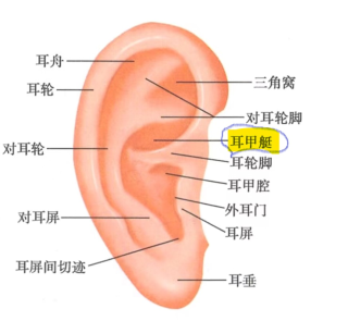 耳甲艇位置图
