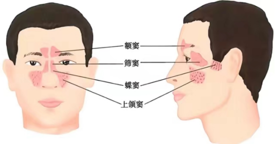 鼻窦体表投影