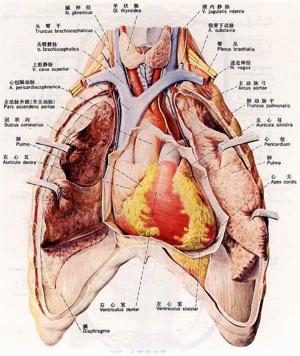 胸腔脏器和腹腔脏器解剖
