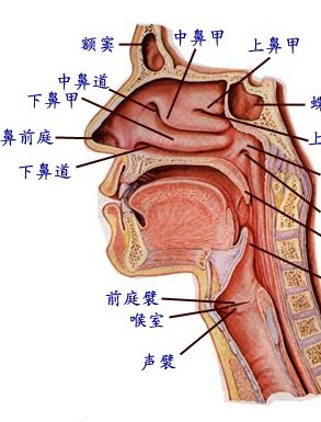 会厌部解剖