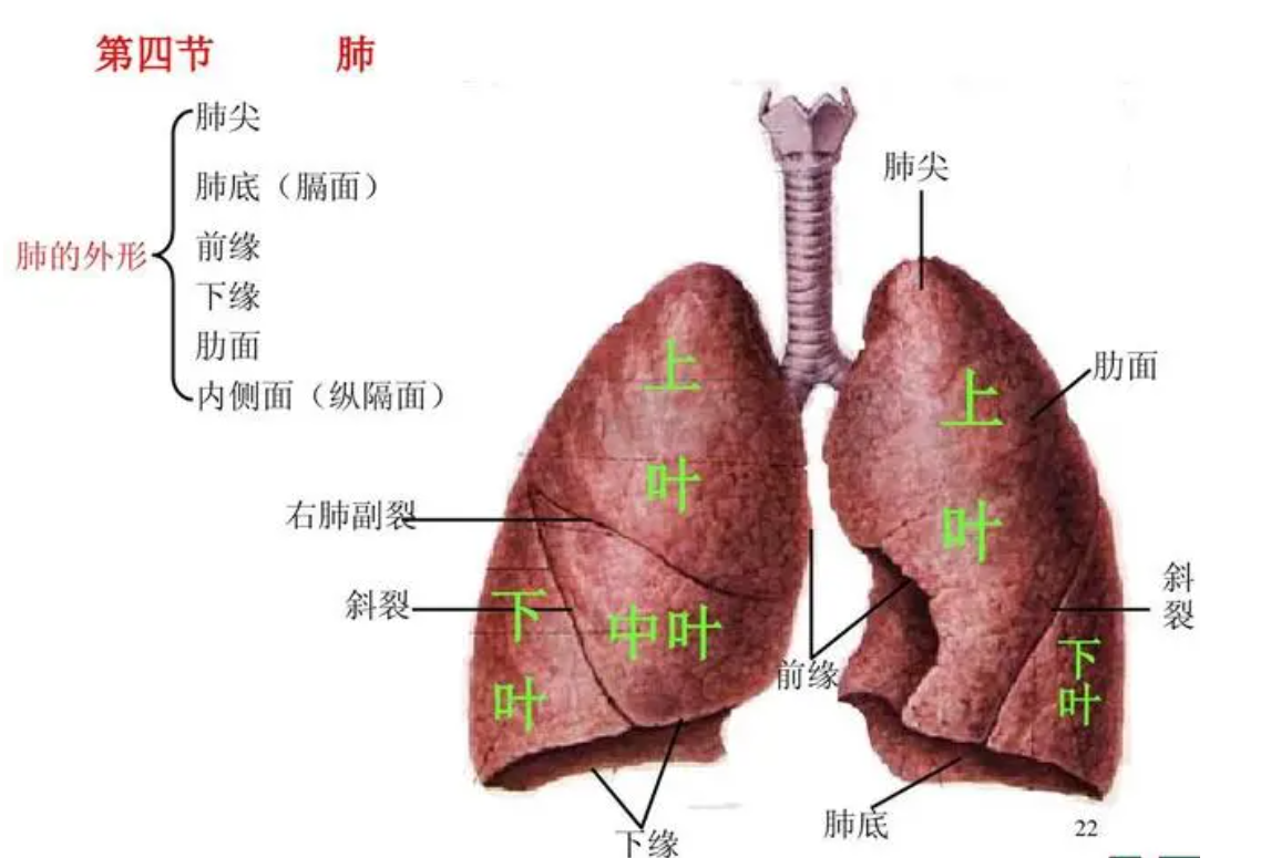 右肺尖在什么位置图