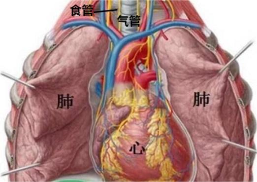 胸腔脏器位置解剖图